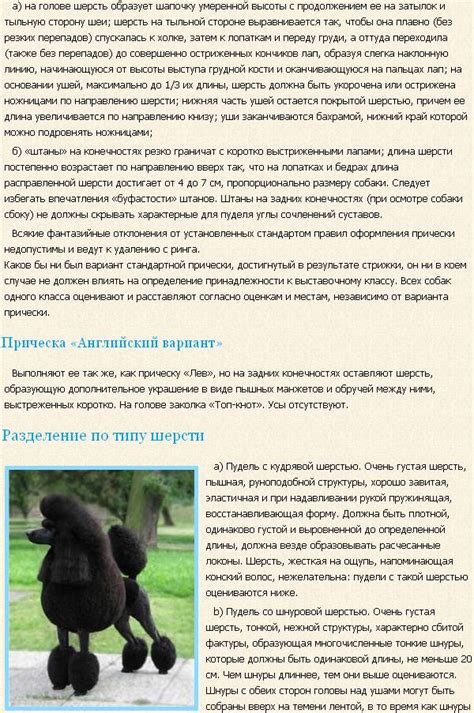 Пудель — высокоинтеллектуальная и невероятно красивая порода собак