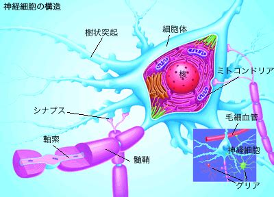 脳科学