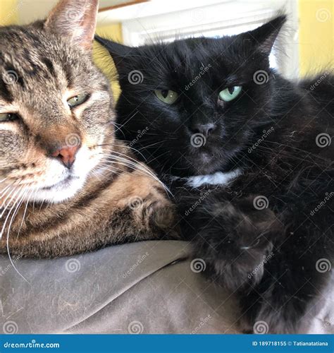 Two Tabby Calico Mixed Color and Black Cats on Blanket in Shelter Stock