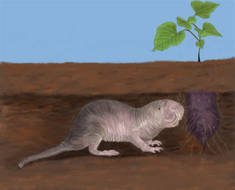 Naked Mole Rat Behance
