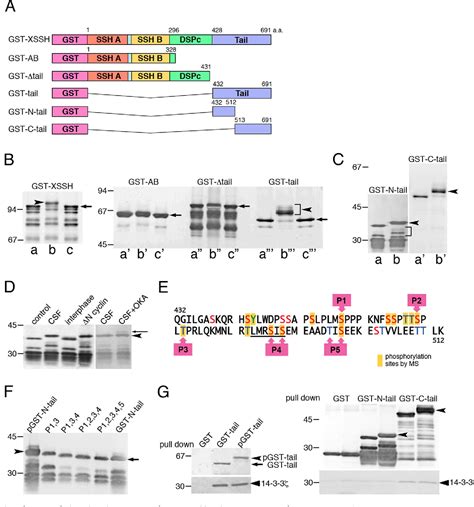 Figure From Activation Of Adf Cofilin By Phosphorylation Regulated