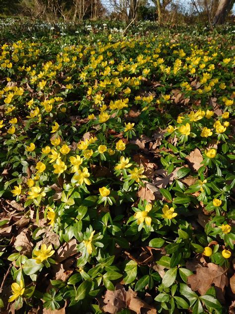 Eranthis > Eranthis Hyemalis - The Beth Chatto Gardens