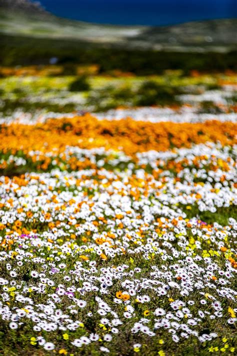 A Field Full Of Wildflowers With Mountains In The Background