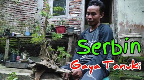 Pruning Bahan Bonsai Seribu Bintang Serbin Achillea Millefolium