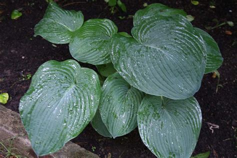 Хоста Зибольда 'Elegans'