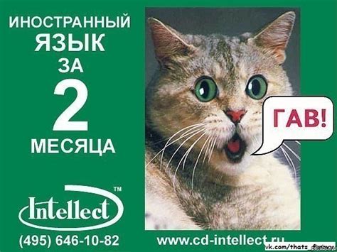 intellect | Пикабу