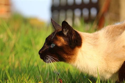 Royalty-Free photo: White and black Siamese cat on green grass | PickPik