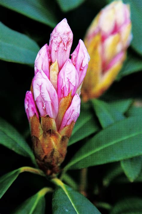 Bunga Merah Muda Rhododendron Foto Gratis Di Pixabay Pixabay