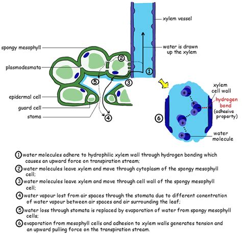 Topic 91 Transport In The Xylem Of Plants Amazing World Of Science