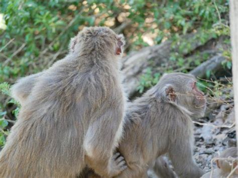 Male Monkeys On Tiny Island Have Way More Sex With Each Other Than Females Scientists Discover