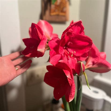 Amaryllis Bulb Bolero Huge Bare Root Bulb 36 38cm Ready To Pot Up Etsy