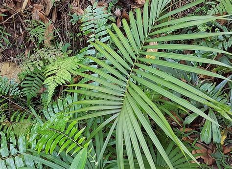 Rotan Pengenalan Klasifikasi Ciri Ciri Manfaat Dan Cara Budidaya