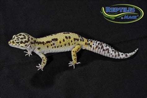 Leopard Gecko Care Sheet – Reptiles by Mack