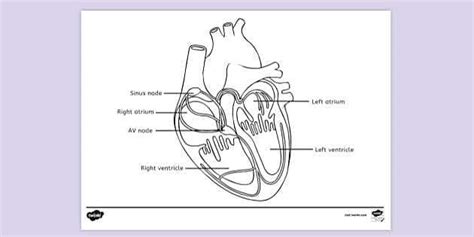 learning   heart  fun  interactive diagram  kids