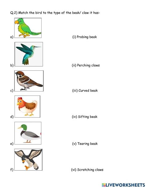 1488526 Beaks And Claws Of Birds Ksk26