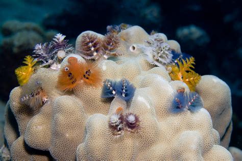 Get In The Holiday Spirit With Christmas Tree Worms