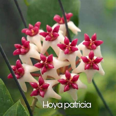 Hoya Burmanica For Sale Happyforeststore