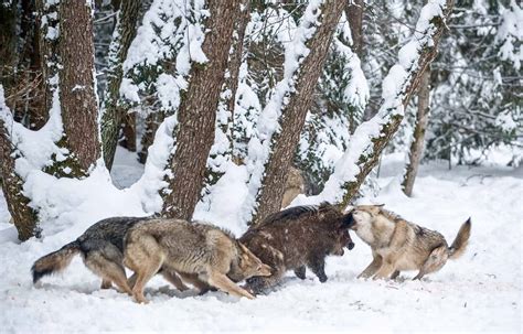 Wolf Pack Hunting Strategies