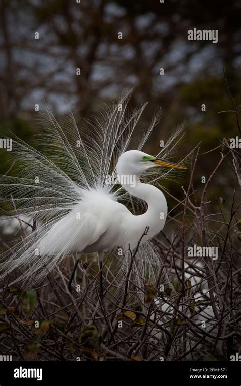 White Egret In Nesting Colony Dsplays Its Ornamental Aigrettes In A