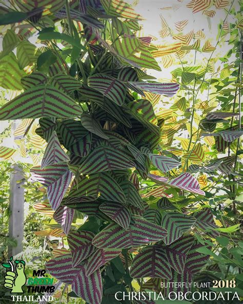 rare plant species - การค้นหาใน Lemon8