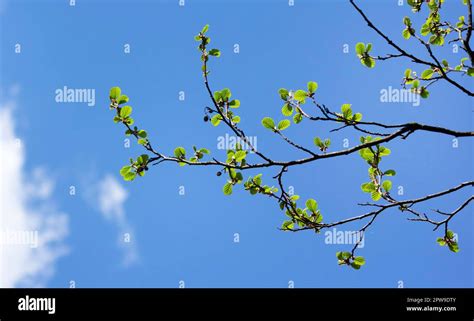 A Branch Of Young Alder Leaves Against A Bright Blue Sky Alnus