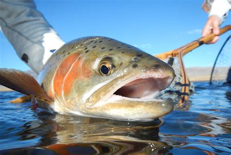 Eastern Sierra Fly Fishing Report – Lost Coast Outfitters