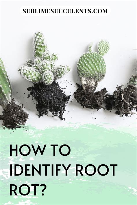 How To Identify Root Rot And Treat It Artofit