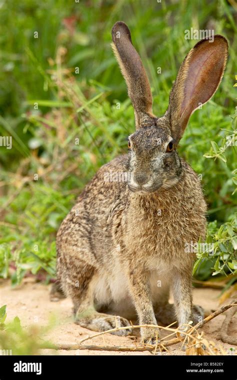 Cape Hare African Hare Lepus Hi Res Stock Photography And Images Alamy
