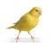 Yellow Canary Serinus Canaria On Its Perch Stock Photo Image Of