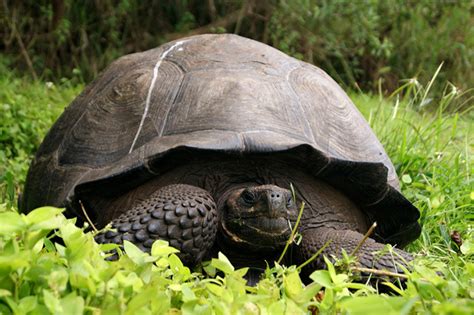 Se Logra La Tercera Camada De Tortugas Gigantes En Gal Pagos National