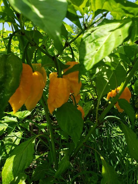 Feel The Burn Hot Sauce