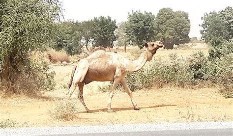 Camel urine: A medicinal cure or curse? - Daily Trust