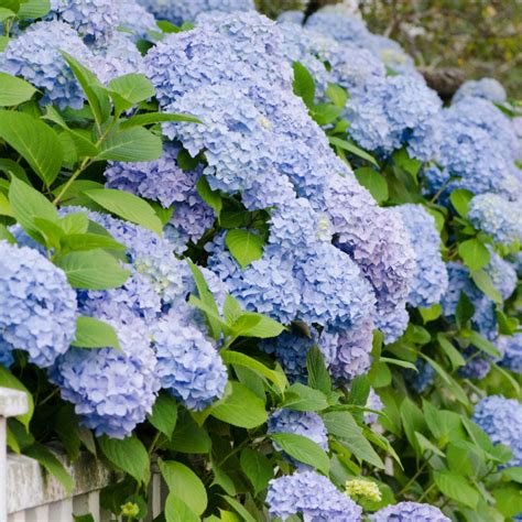 guide  shade gardening premier nursery plant nursery