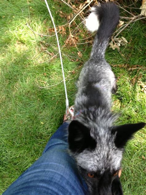 the artful fox (Yesterday, my friend Renee - who is RabbleFox on...)