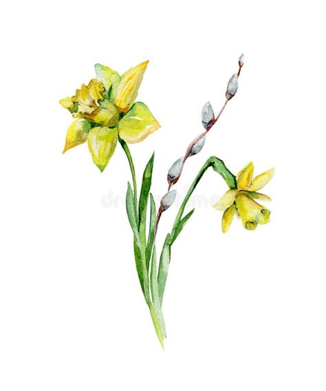 Hand Drawn Watercolor Drawing For Easter Holiday With Pussy Willow And Daffodils Stock