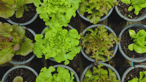 Top view of Lettuce, Cos Lettuce, Red Oak, Green Oak in organic pots in