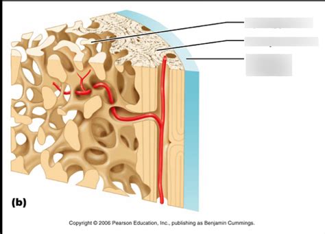 Long Bone Diagram Quizlet