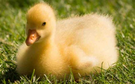 337+ Baby Goose Names - Cute & Funny Ideas | Farming Base