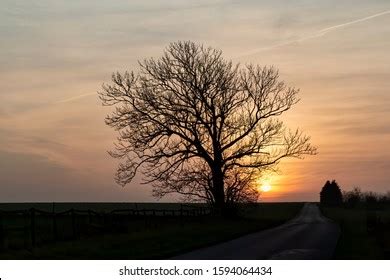 Naked Tree Sunset Fall Stock Photo 1594064434 Shutterstock