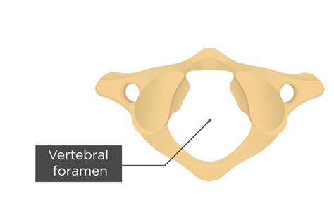 Cervical Vertebral Foramen