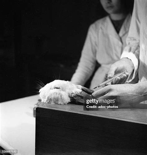 165 Laboratory Rabbit Stock Photos, High-Res Pictures, and Images ...