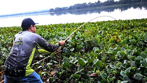 S Gigantes Essa Isca Nunca Falha Na Pescaria De Barranco Pescamos