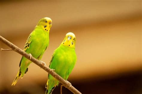 How To Tell The Sex Of Your Parrot Expert Tips Vet Answer Hepper Pet Resources