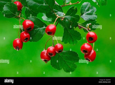 common hawthorn crataegus monogyna stock photo alamy
