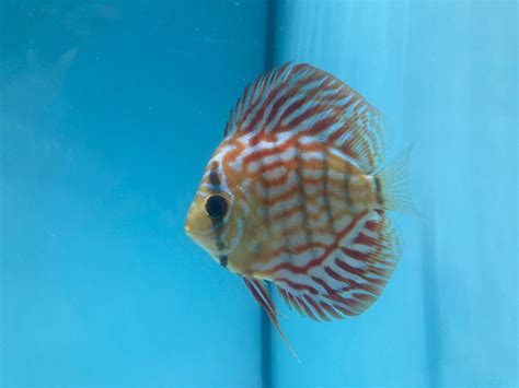 German Wonder - Rainforest Fish