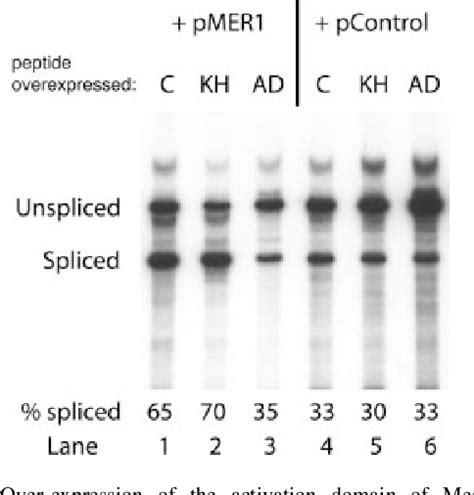 Figure 3 From Mer1p Is A Modular Splicing Factor Whose Function Depends