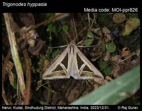 Trigonodes Hyppasia Cramer Moths