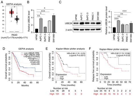 Ube2k Regulated By Igf2bp3 Promotes Cell Proliferation And Stemness In Pancreatic Ductal