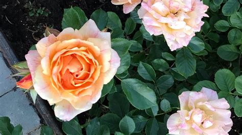 Розы. Летняя посадка- результат. Не теряем время .... - YouTube