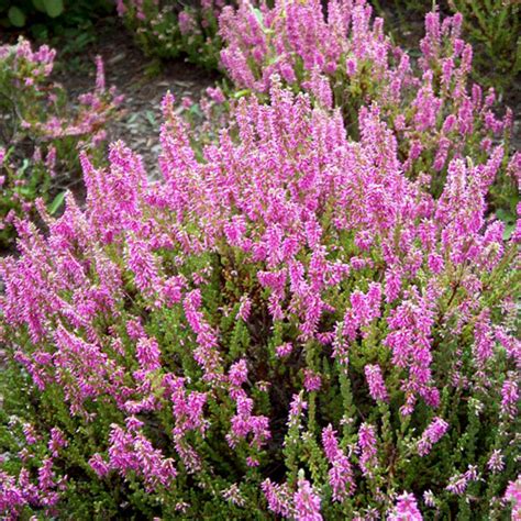 Вереск обыкновенный (Calluna vulgaris),вереск купить,растения для ...